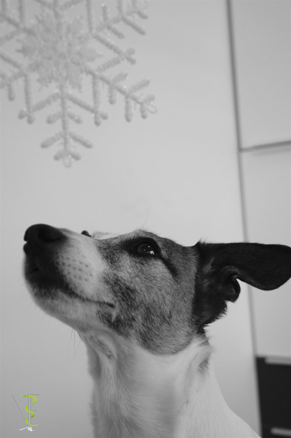 jack russel christmas time